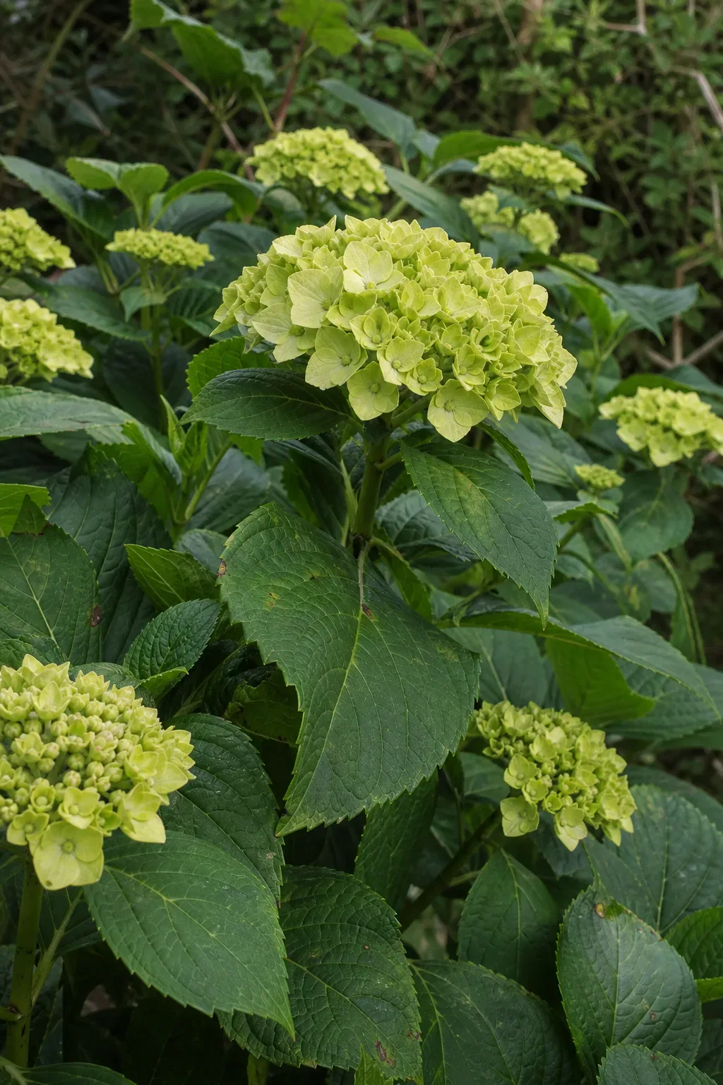 Green hydrangea flower heads in a garden border